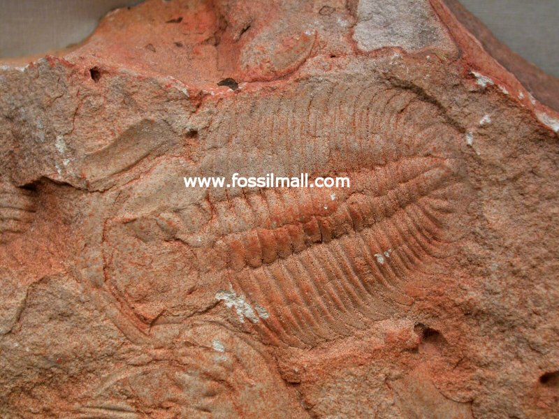 Xystridura Trilobites Australia