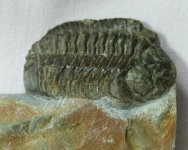 Eophacops musheni Dudley Bug