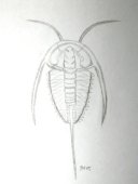 Eoredlichia