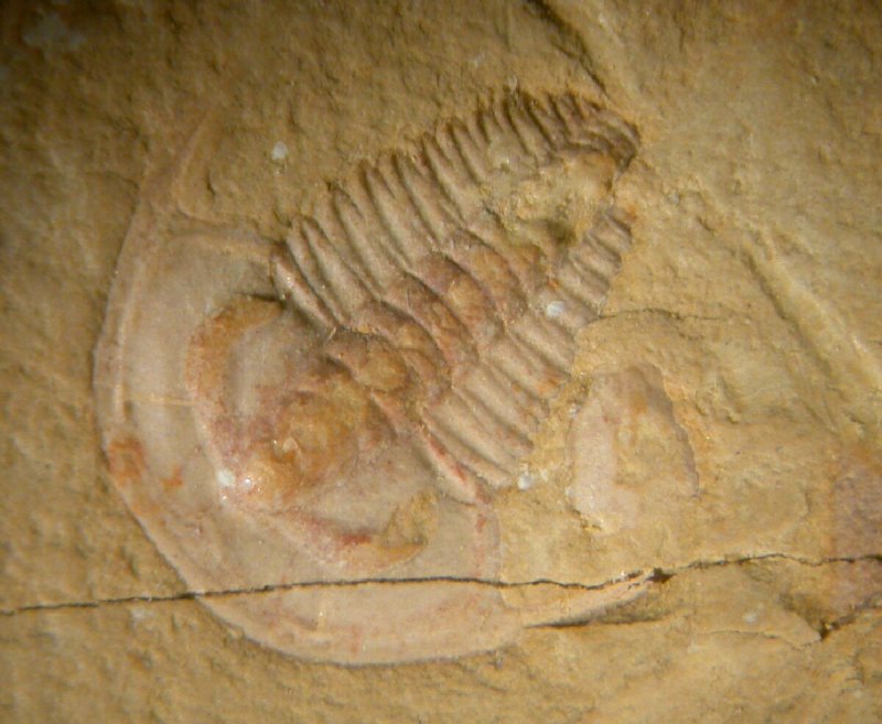 Eoredlichia intermedia Trilobite from Chengjiang of China