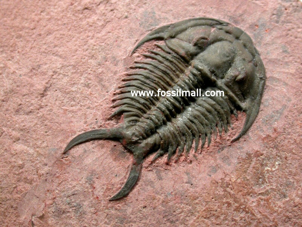 Tricrepicephalus weeks formation