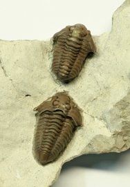 Calymene Silurian Trilobites from Quebec