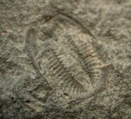 Carboniferous Trilobite
