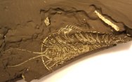 Triarthrus eatoni Trilobites