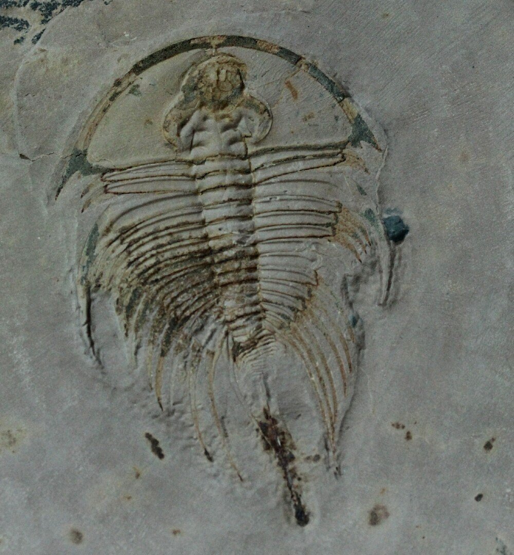 Olenellus fowleri Trilobite from Pioche for sale