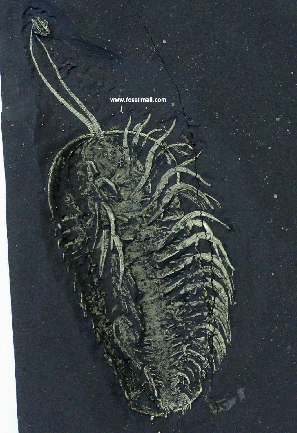 Pyritized Triarthrus Trilobite