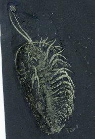 Triarthrus eatoni Trilobite