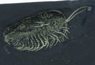 Showcase Pyritized Triarthrus Trilobite with Preserved Soft Tissue