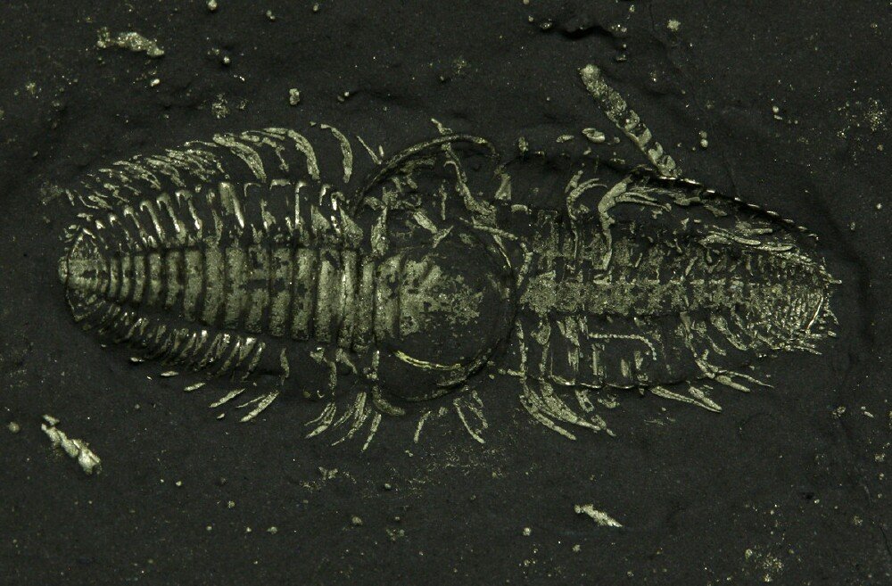 Pyritized Triarthrus Trilobites