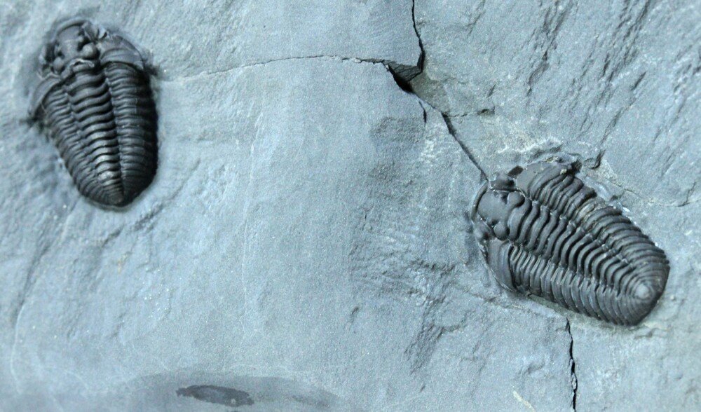 Flexicalymene granulosa Trilobites