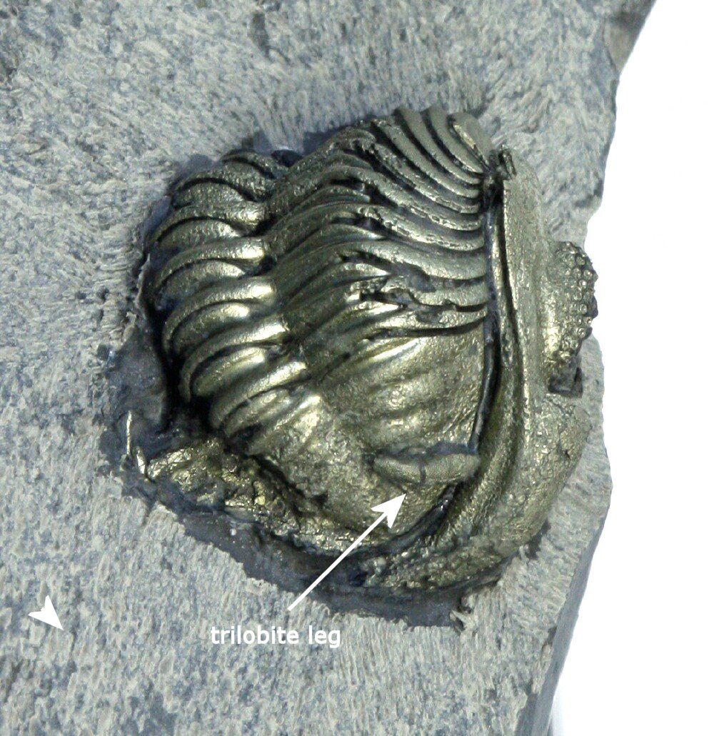 Eldredgeops rana Trilobite