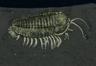 Triarthrus Trilobite with Legs & Antenna Preserved