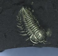 Triarthrus Trilobite with Soft Tissue Preservation