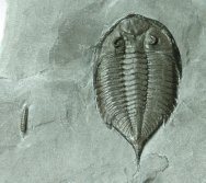 Silurian Dalmanites Trilobite and Lepidocoleus Armored Worm