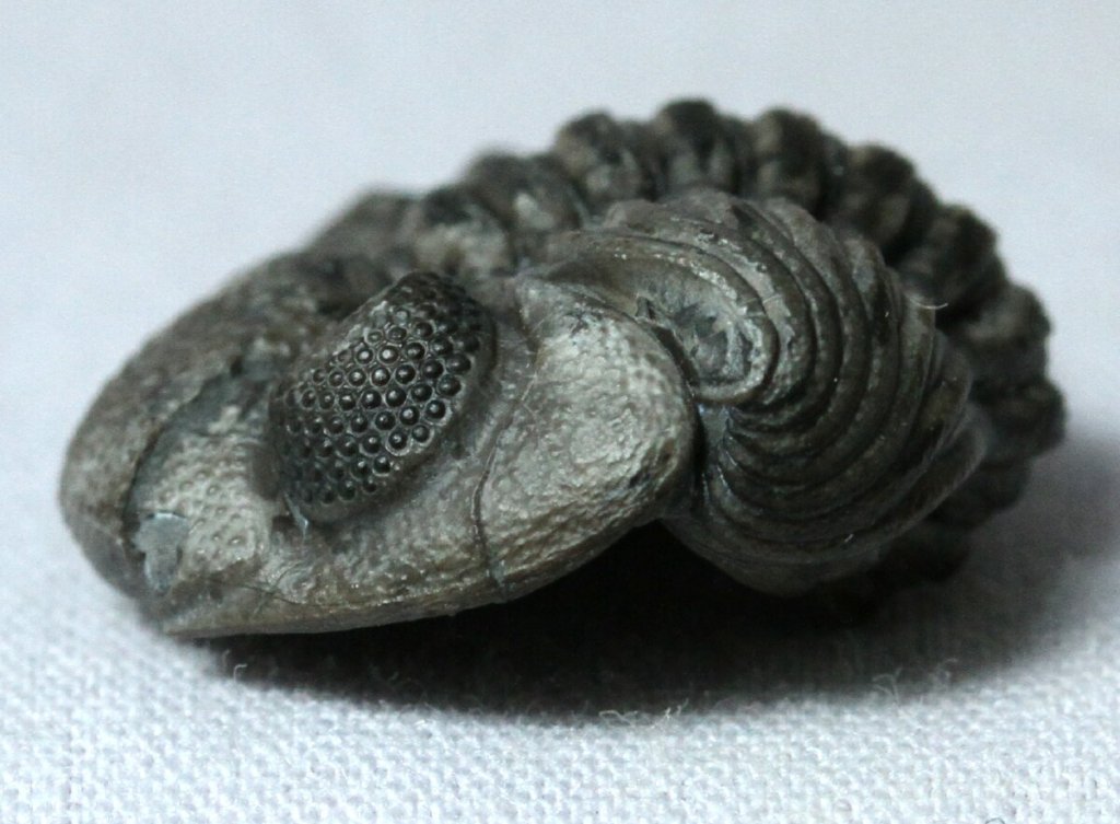Eldregeops Trilobite