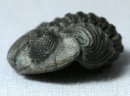Eldregeops (Phacops) rana Trilobite