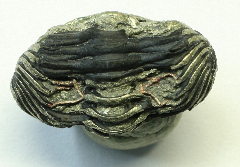 Eldredgeops Trilobite with Preserved Appendages