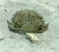 Bellacartwrightia Trilobite