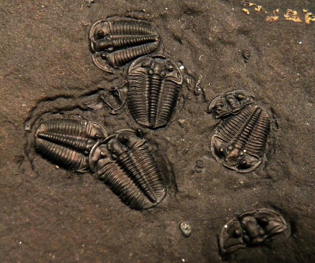 Gravicalymene Trilobites