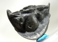 RARE Nunnaspis stitti Trilobite