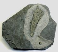 Eldregeops Trilobite with Sponge