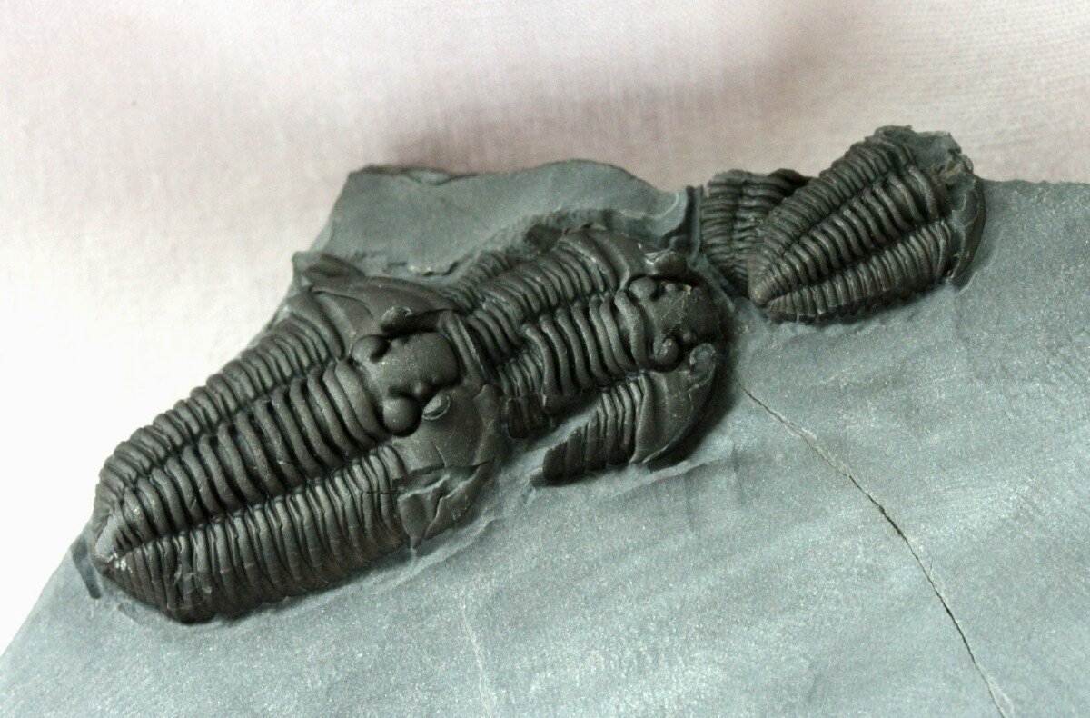 Flexicalymene granulosa Trilobites