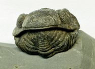 Phacopid Trilobite with Unusual Color Preservation