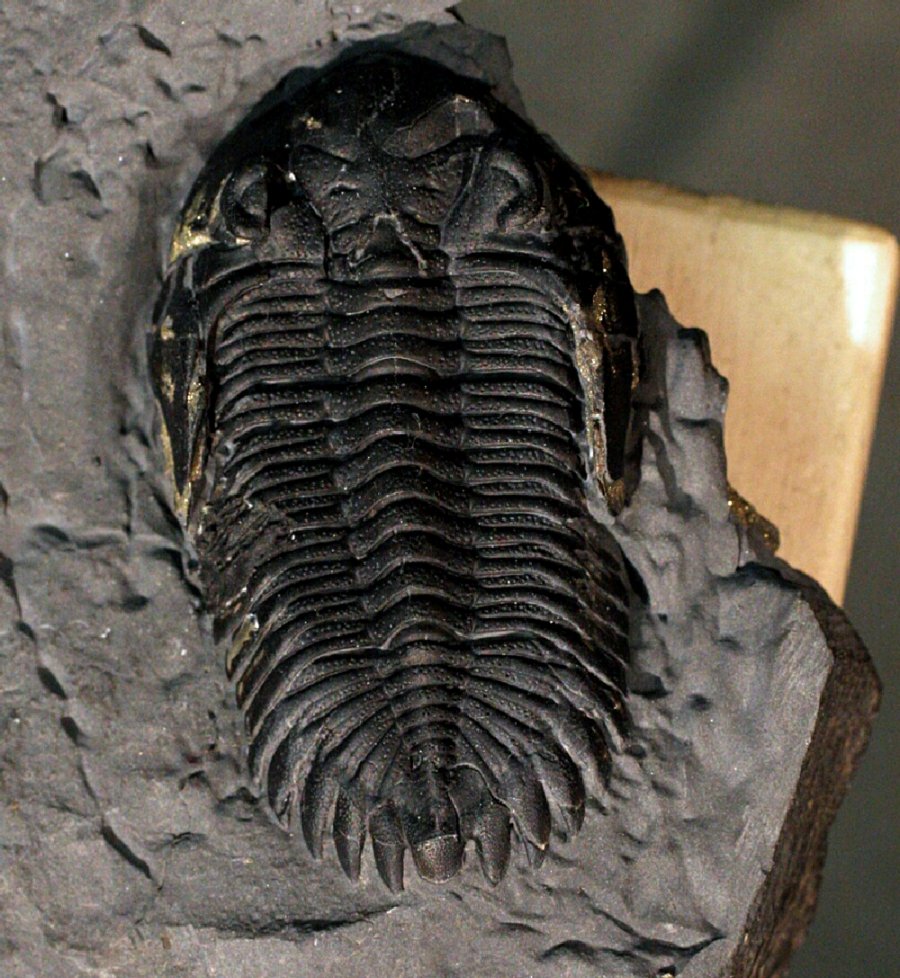 Greenops Trilobite