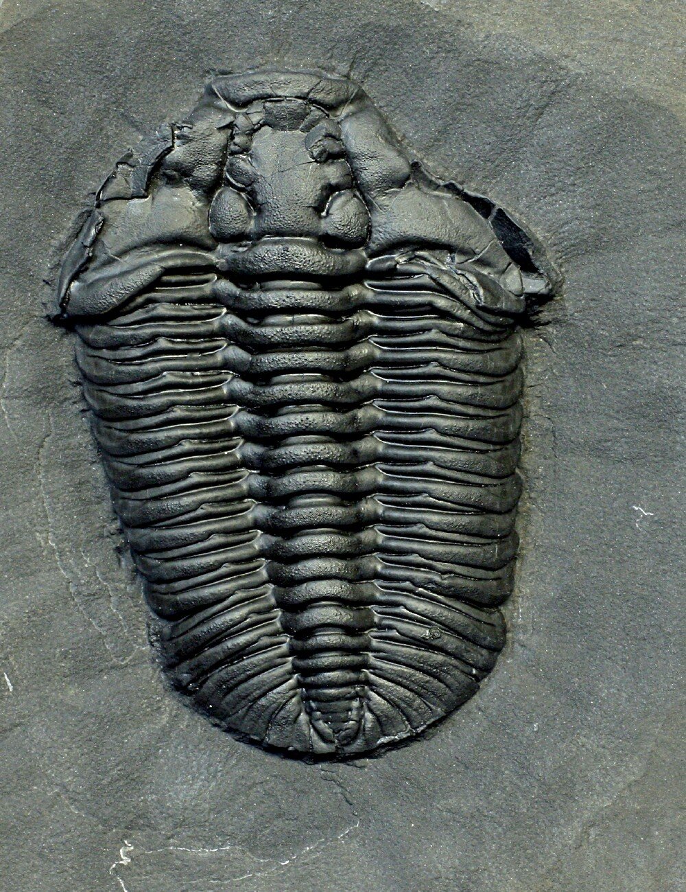 Gravicalymene Trilobite with Preserved Microconchid Epibiont