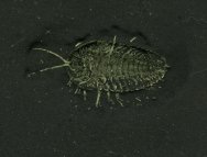 Triarthrus Trilobite with Preserved Soft Tissue