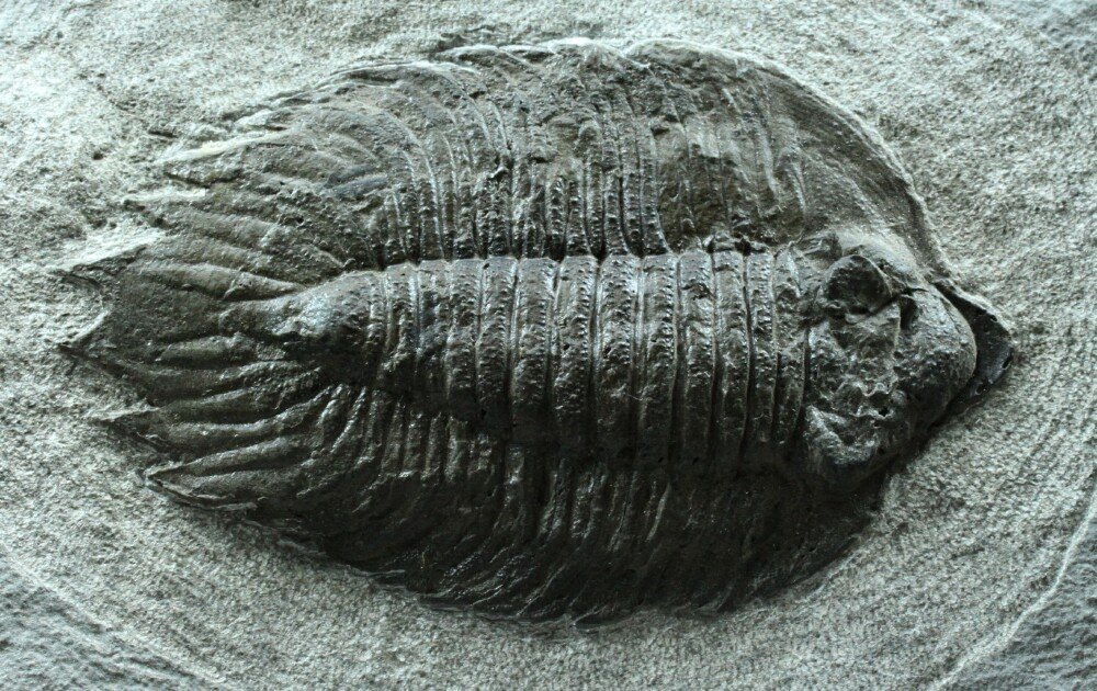 Arctinurus boltoni Trilobite for Sale