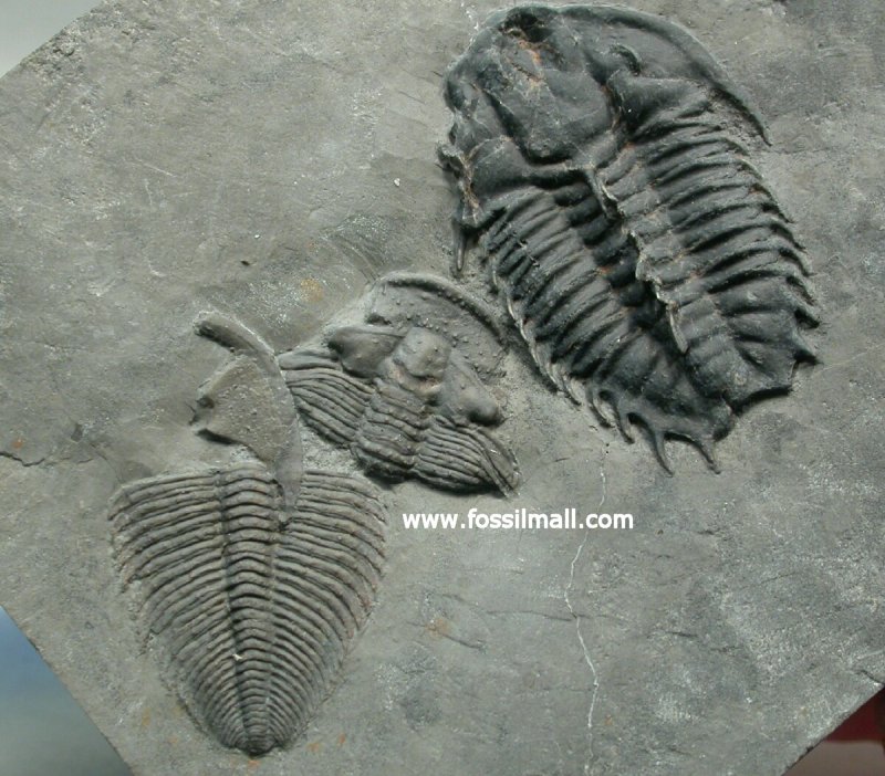 Dorypyge swasii and Altiocculus drumensis Trilobites