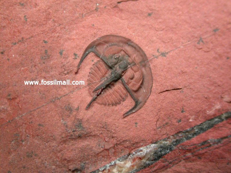 Rare Norwoodia Trilobite