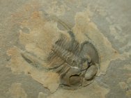 Nevada Cambrian Trilobite Nephrolenellus geniculatus