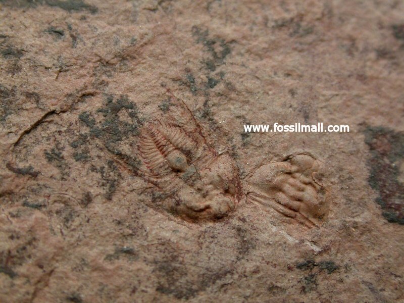 Nephrolenellus geniculatus Trilobite
