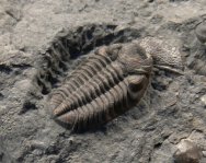 Eldregeops (Phacops) norwoodensis Trilobite