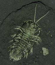 Museum Triarthrus eatoni Trilobite