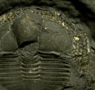 Cryptolithus bellulus Trilobite