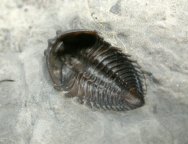 Pseudocybele nasuta