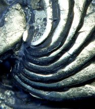 Pyritized Eldredgeops Trilobite with Preserved Sensory Bristles