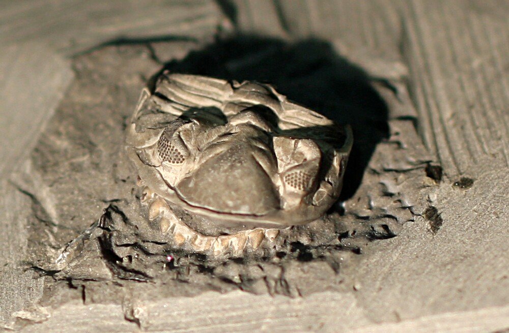 Greenops Trilobite from New York