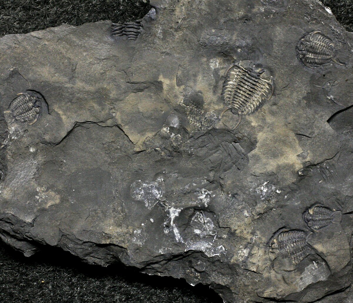 Ceraurus Trilobites