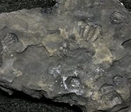 Rare Ceraurus plattinensis Trilobites