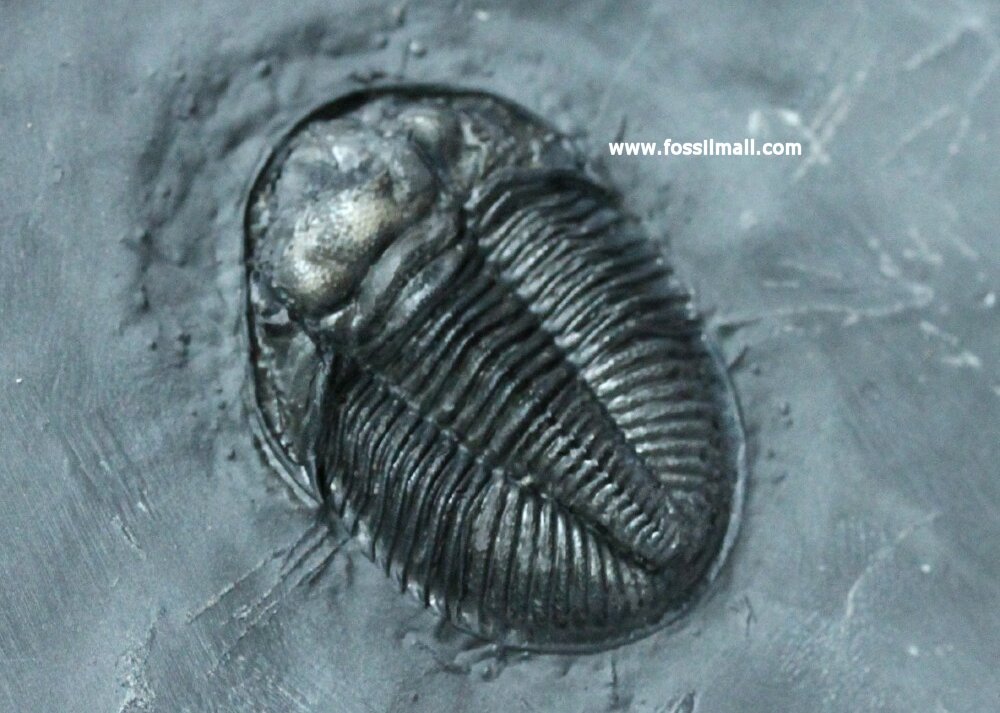 Monodechenella macrocephala