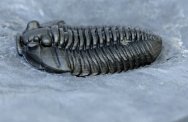 Flexicalymene Trilobite with Pyritized Epibiont