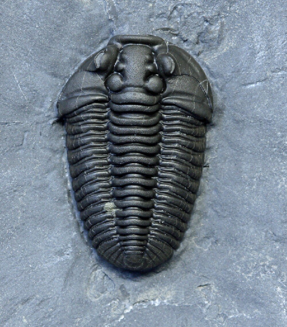 Flexicalymene Trilobites with Epibiont