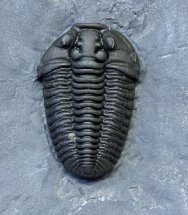 Flexicalymene granulosa Trilobite