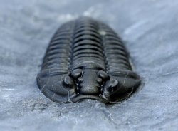 Flexialymene granulosa