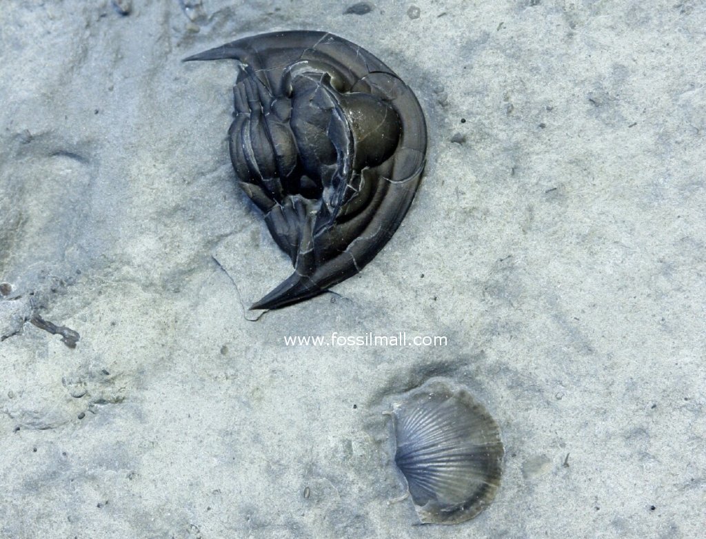 Psudodechenella