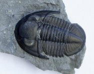 Pseudodechenella Trilobite